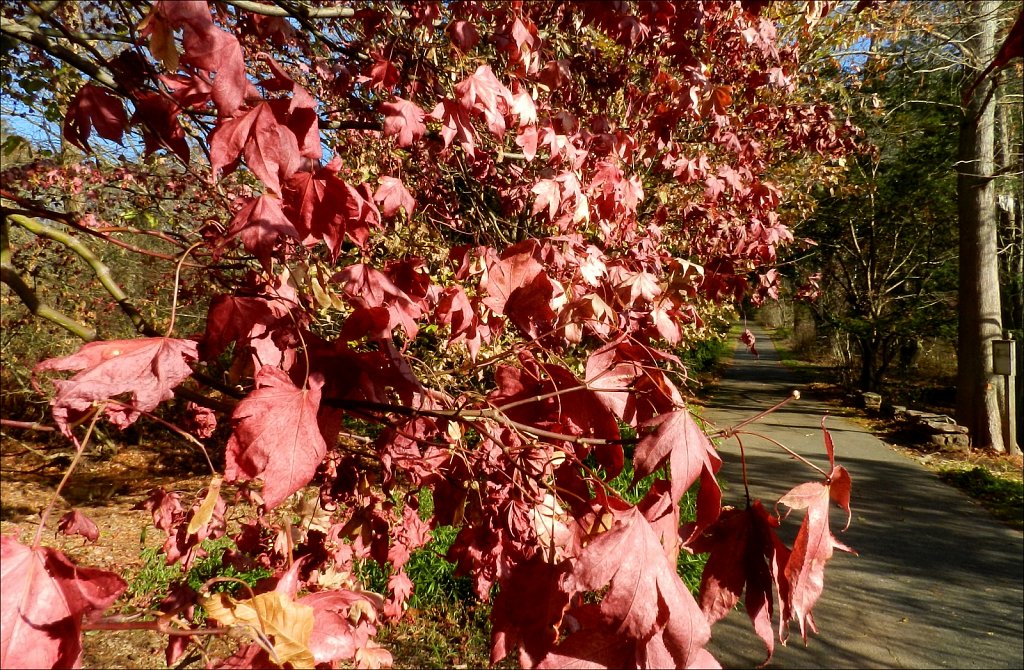 Willowwood Arboretum 