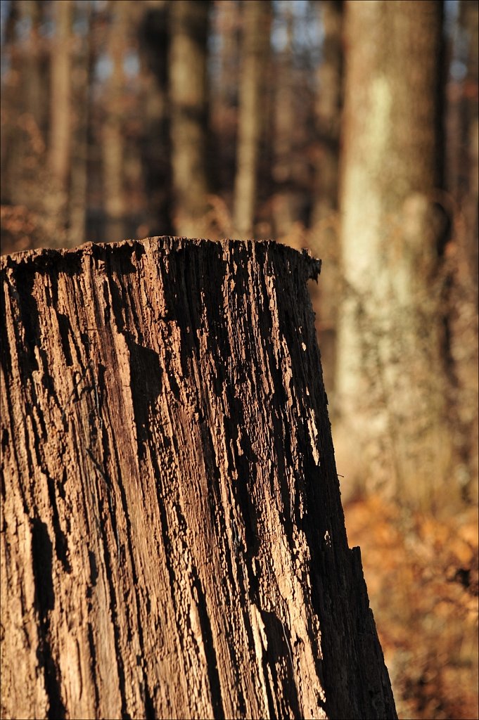 Weathered Trunk