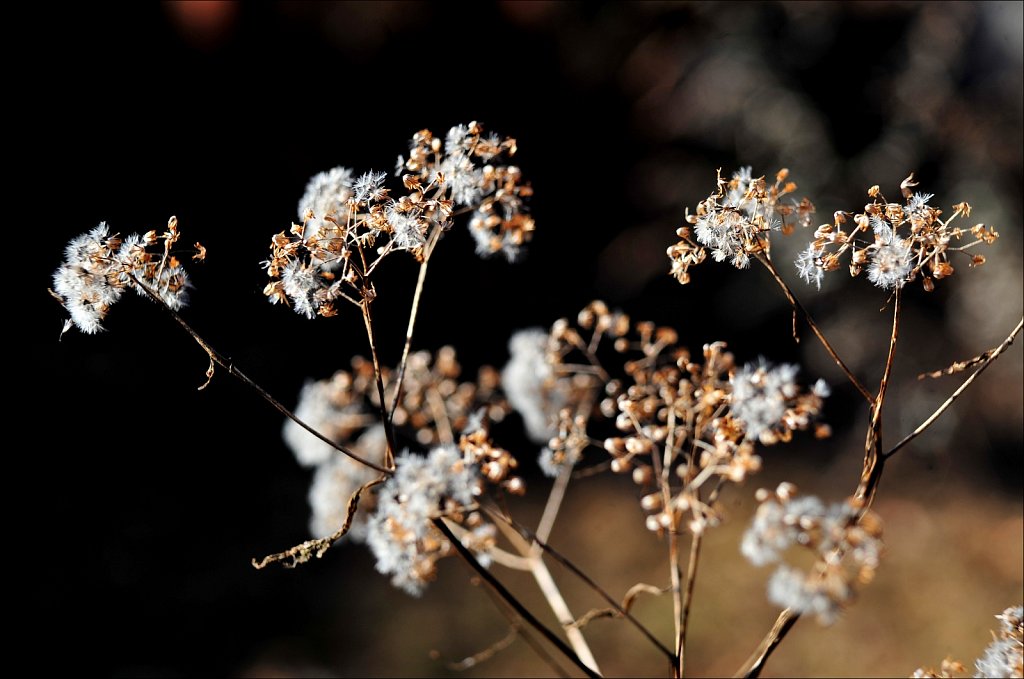 Turning to Seed