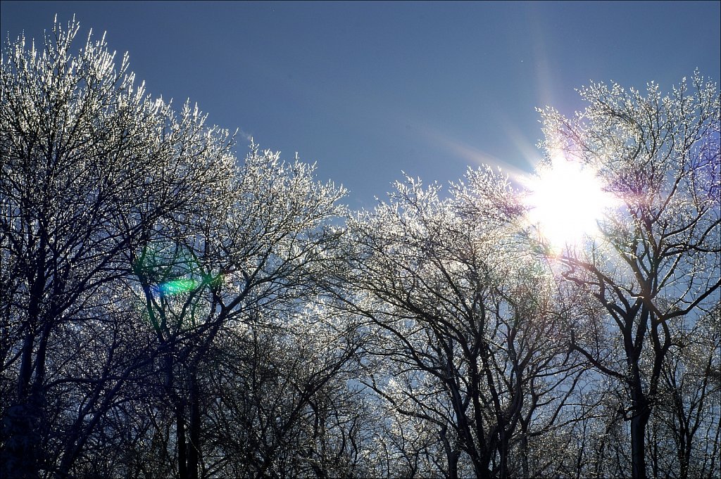 Ice On Trees