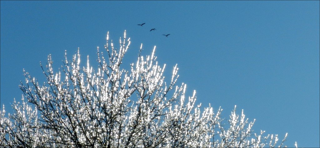 Ice On Trees