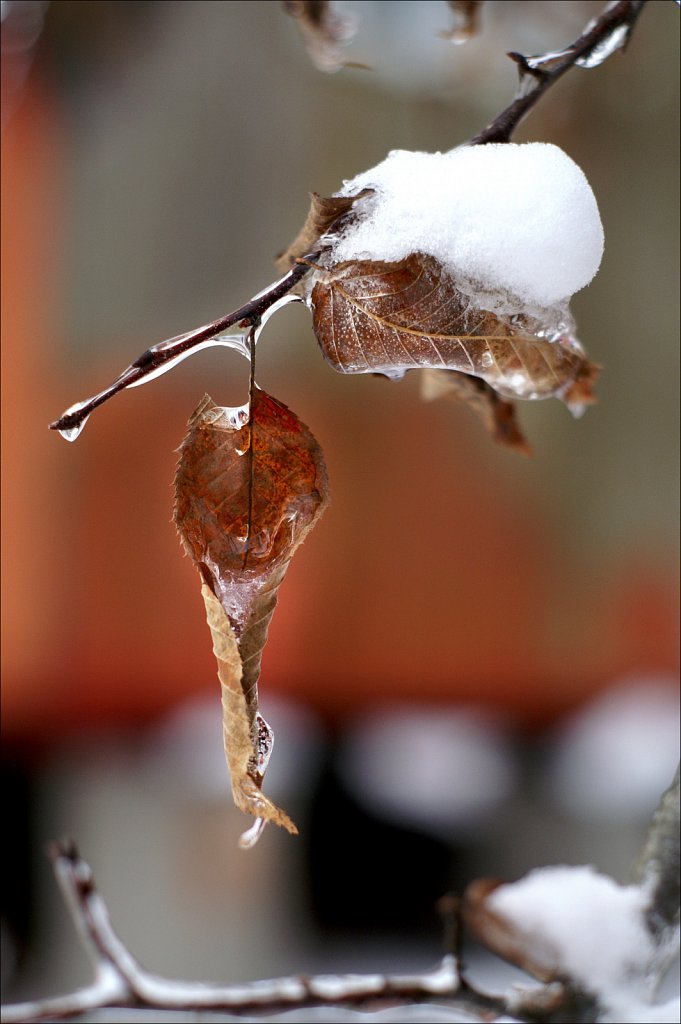 Frozen Leaf