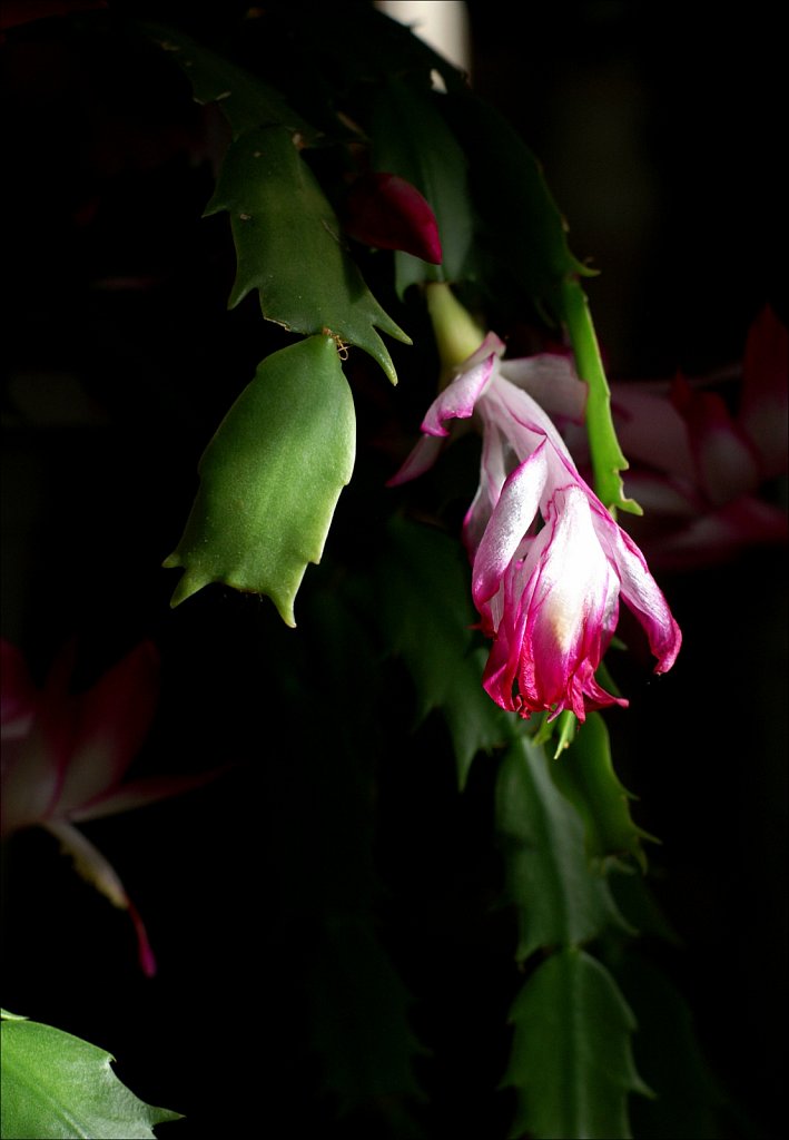 Christmas Cactus