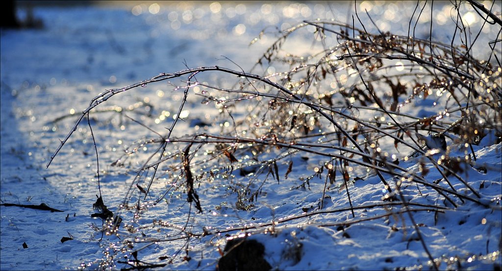 Ice On Trees