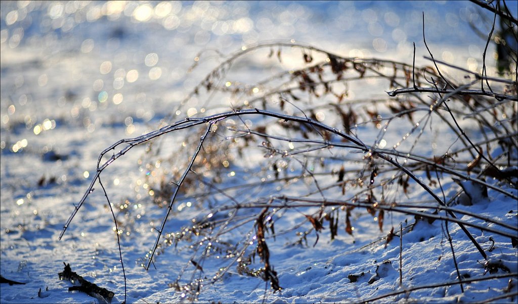 Ice On Trees