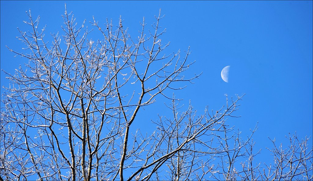 Ice On Trees