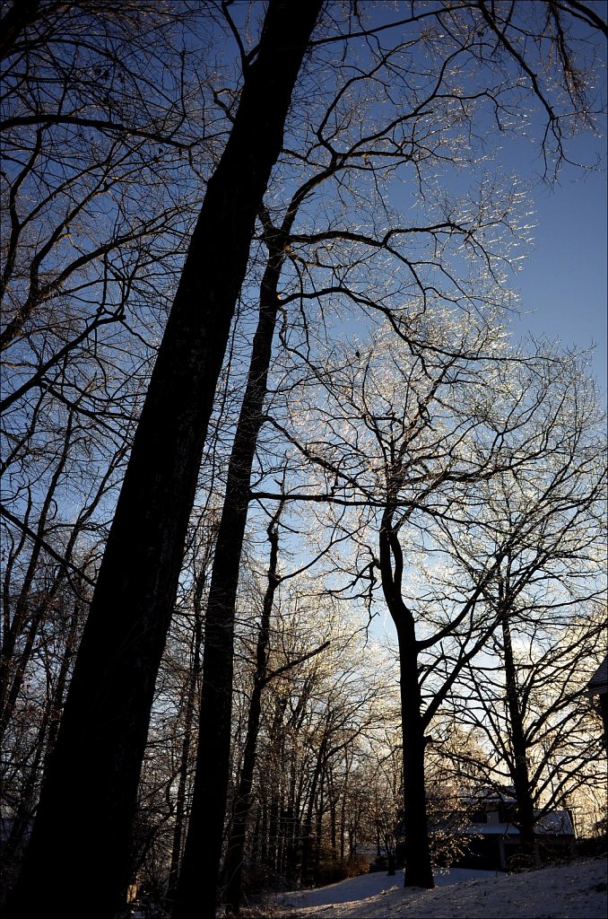 Ice On Trees