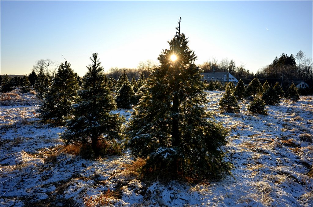 Christmas Tree Farm