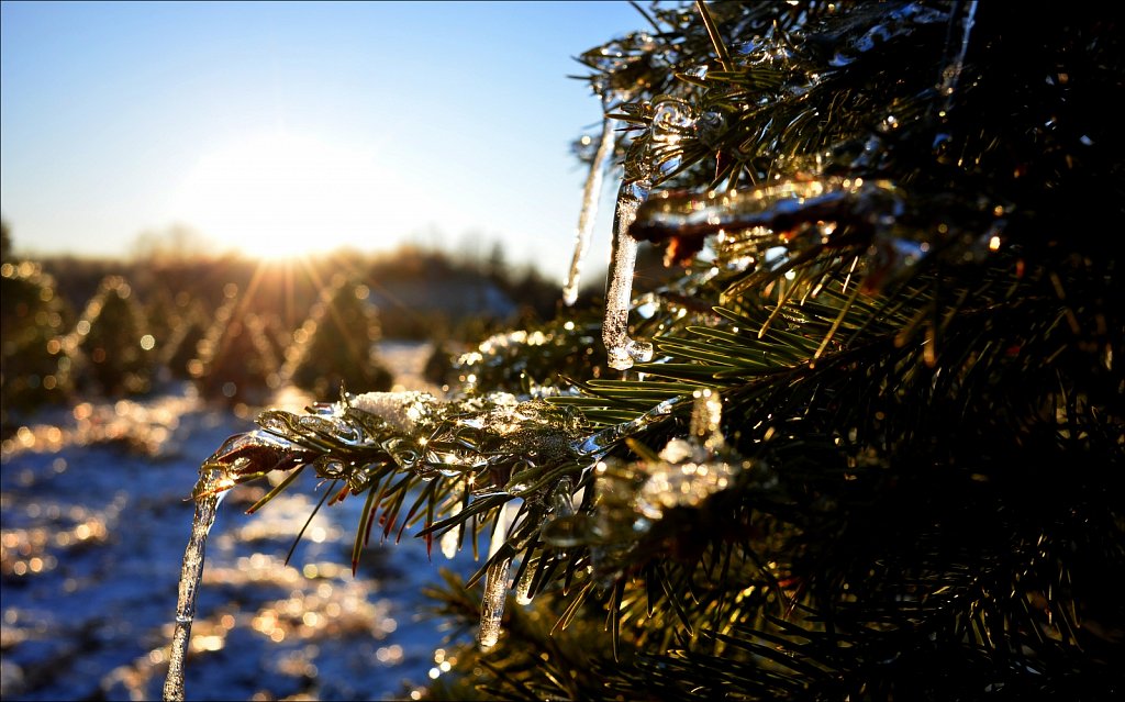 Christmas Tree Farm