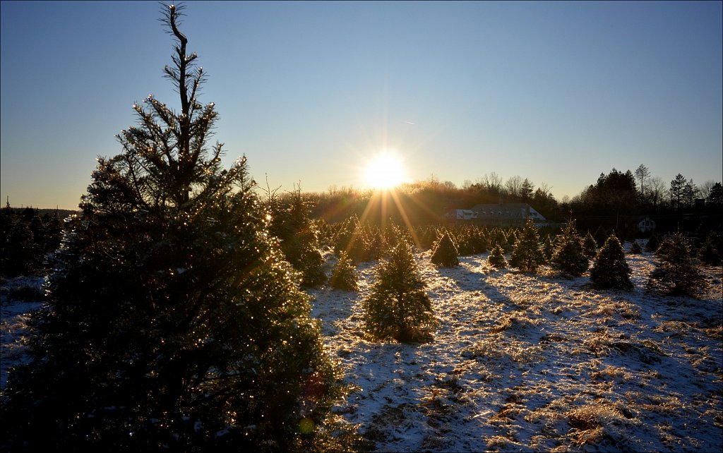 Christmas Tree Farm