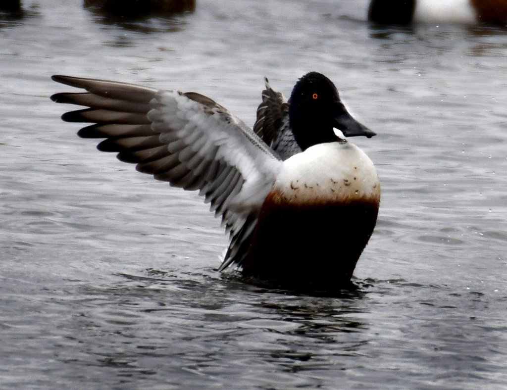 Northern-Shoveler-6154-copy.jpg