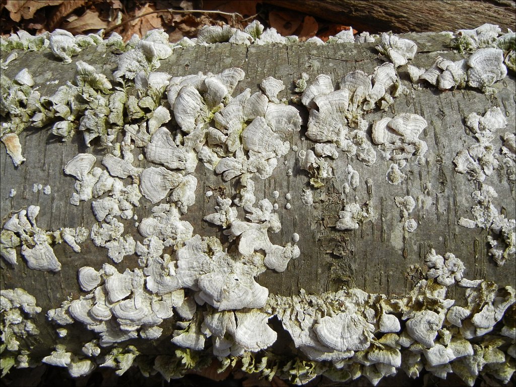 MAHLON DICKERSON RESERVATION 