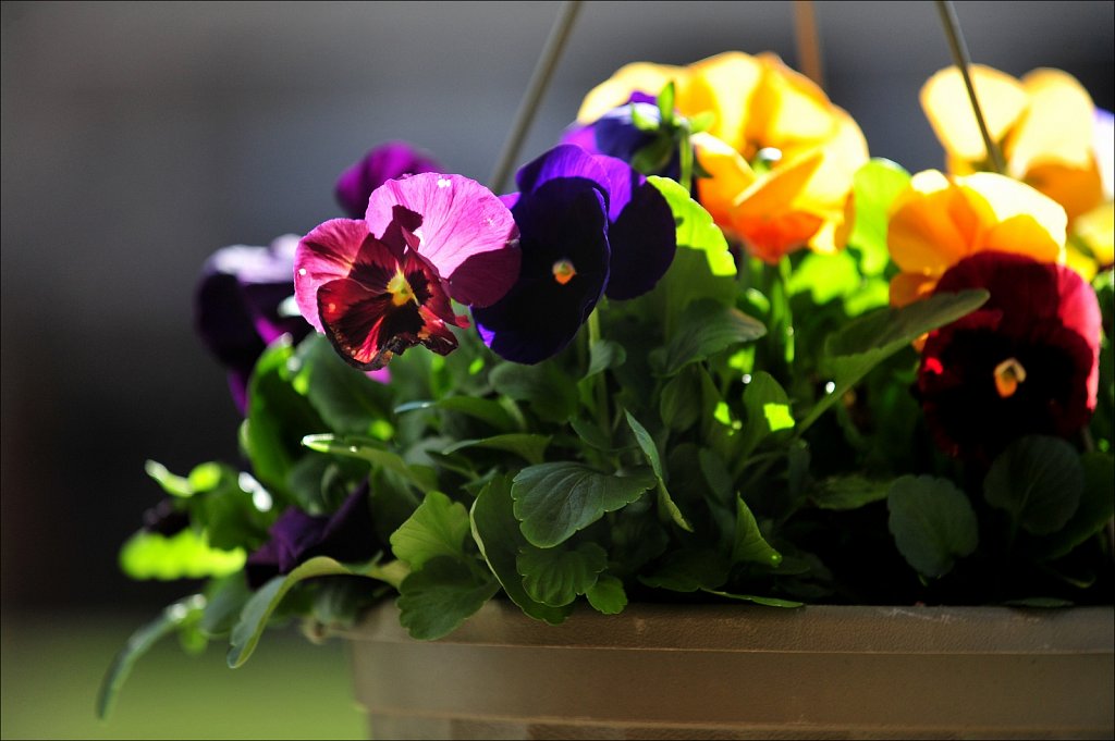 Pansy