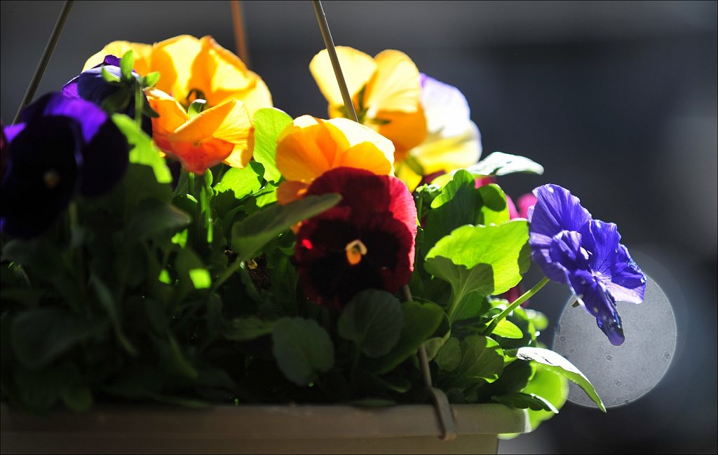 Pansy