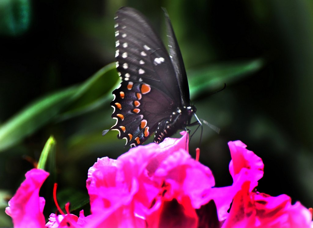 Eastern Black Swallowtail 