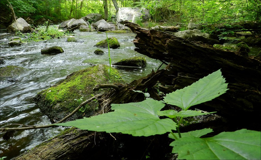 Black River County Park