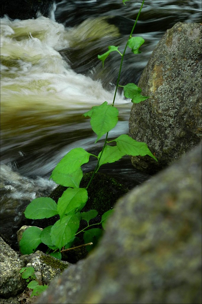 Black River County Park