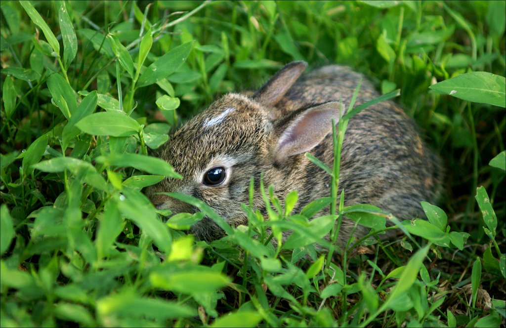 Baby Bunny