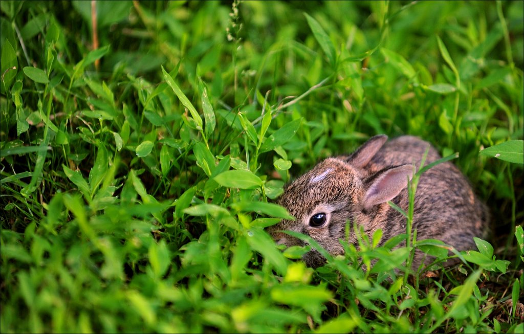 Little Bunny