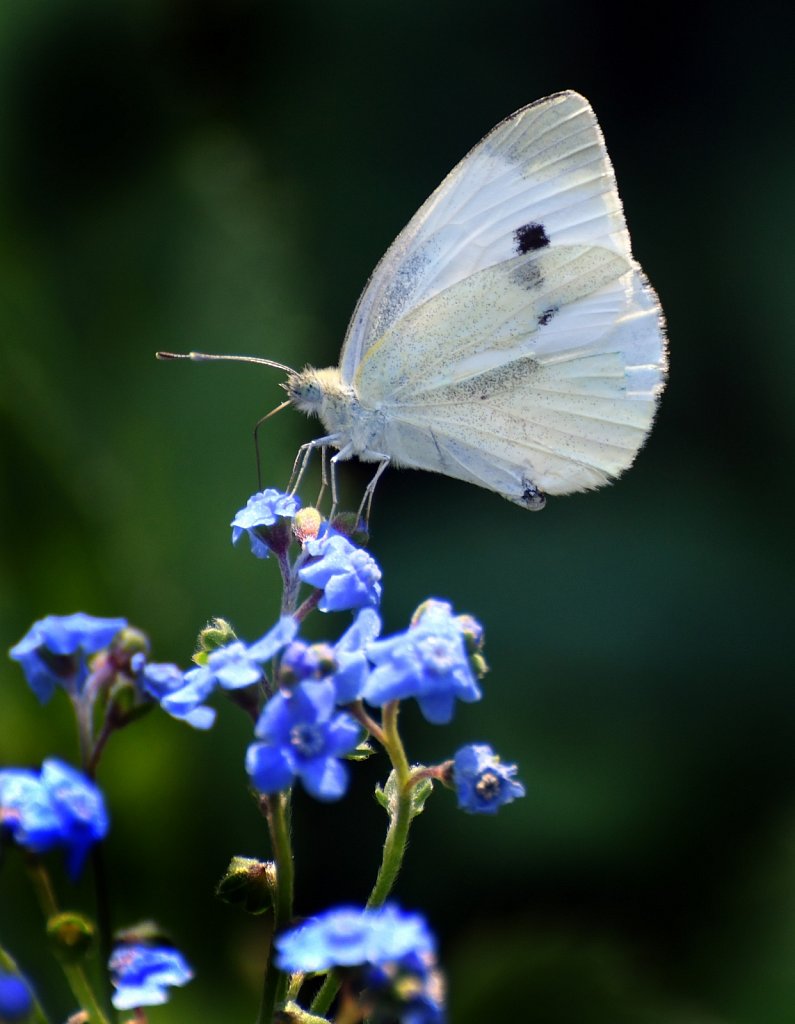 White-ling-butterfly1589-copy.jpg