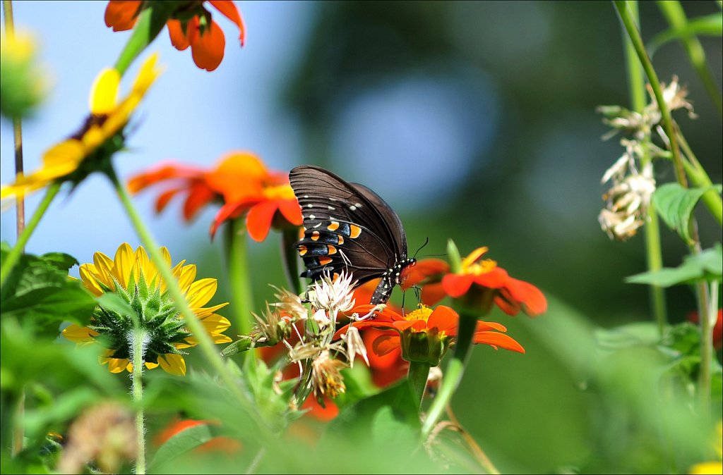 Butterflies at Work