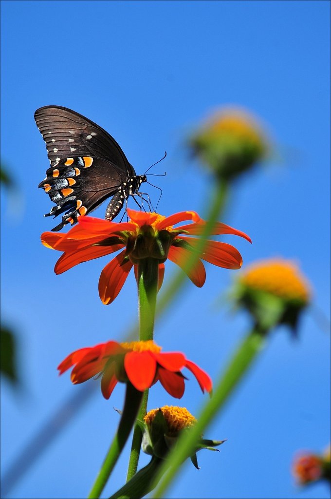 Eastern Black Swallowtail 