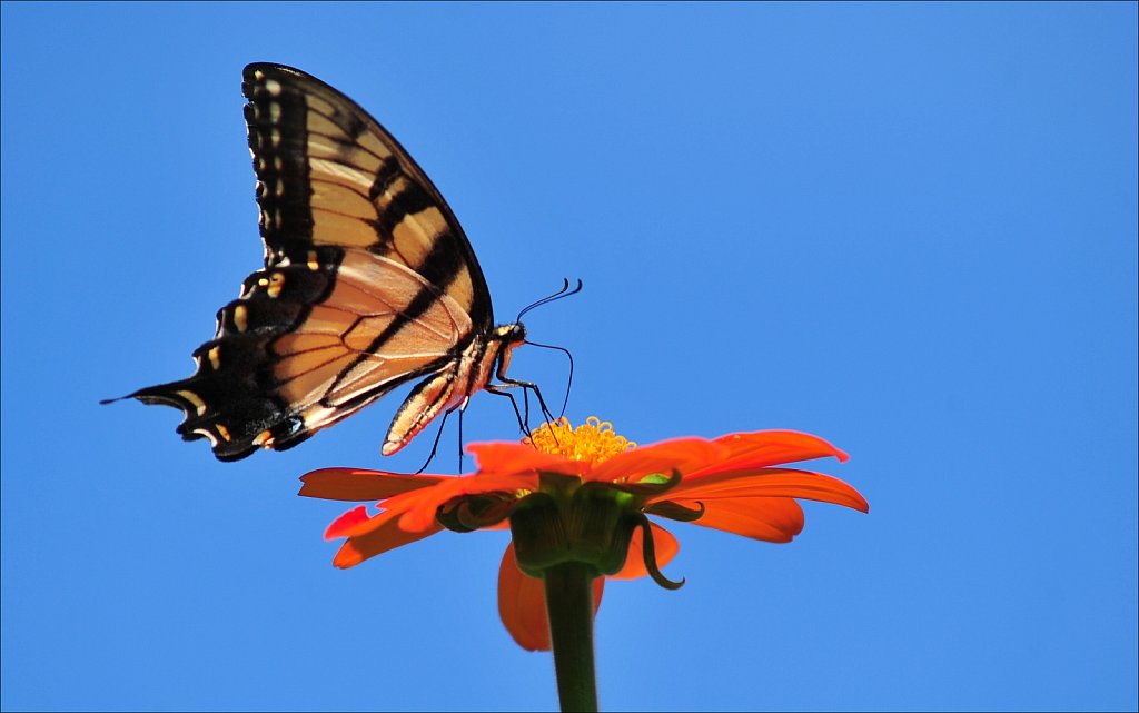 Butterflies at Work