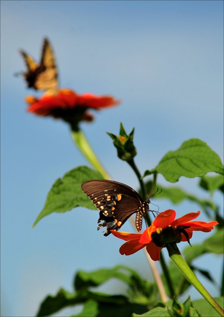 Butterflies at Work