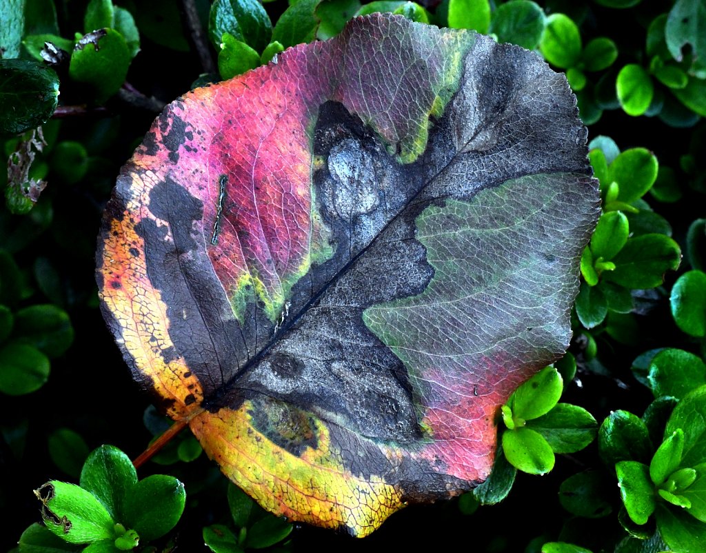 Rainbow Leaf