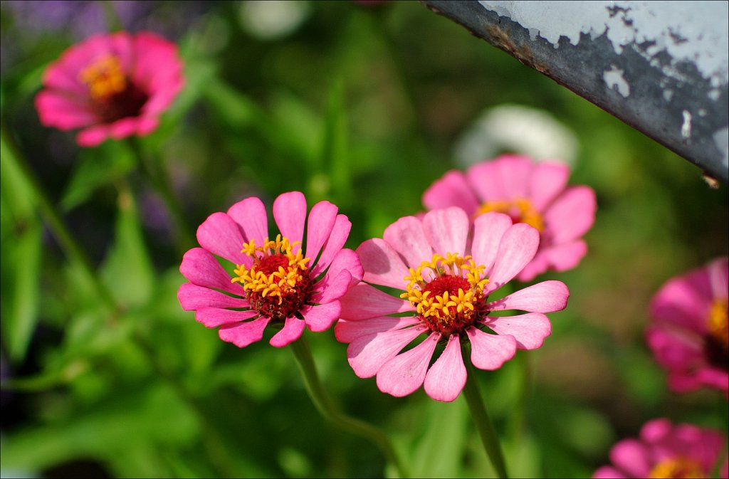 Willowwood Arboretum 