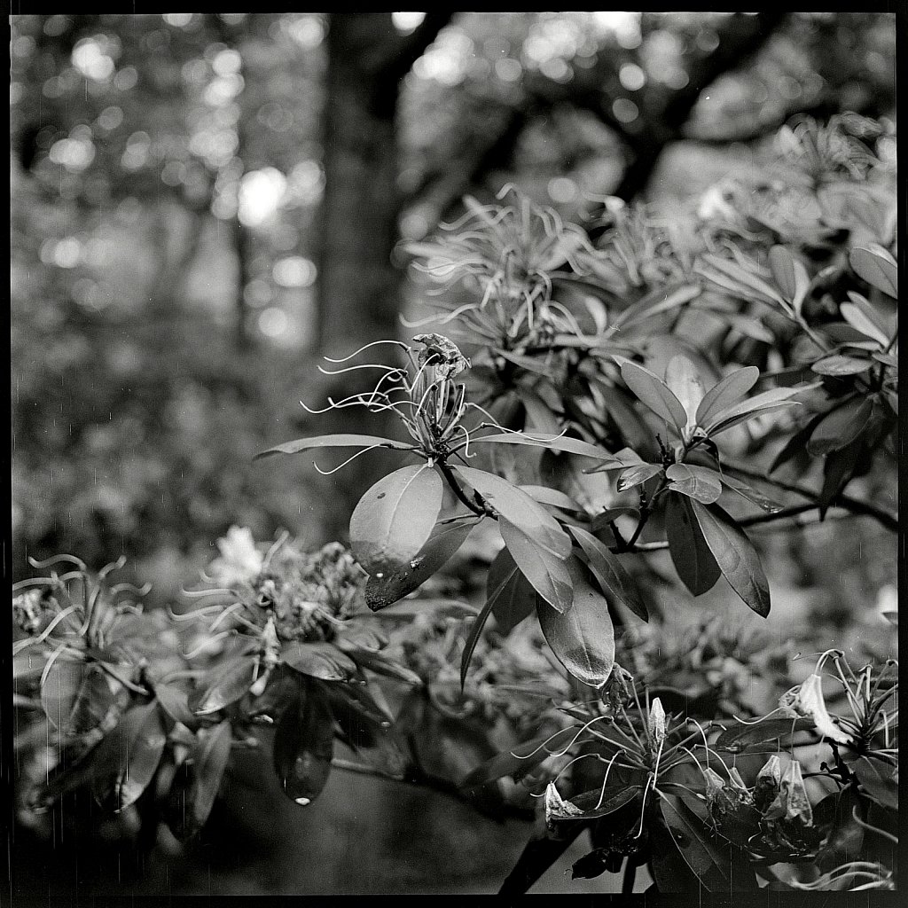 2020118F-Autocord-TriX-A-01.jpg