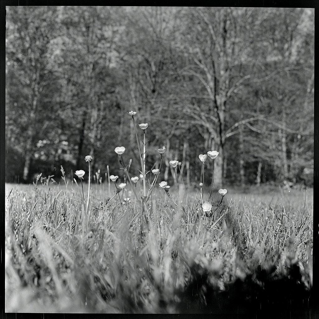 2020118F-Autocord-TriX-A-05.jpg