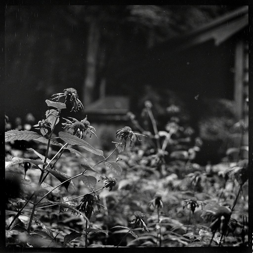 2020118F-Autocord-TriX-B-08.jpg