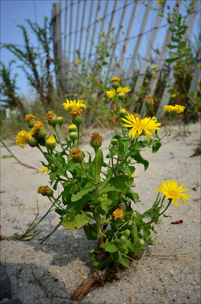 Cape May Beach