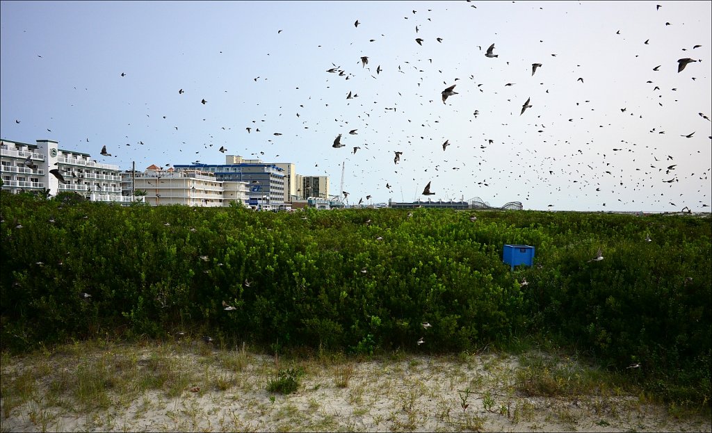 Wildwood Crest