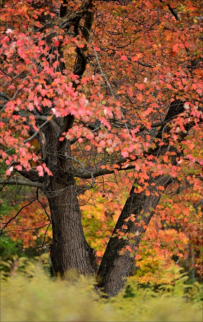 Schooley's Mountain Park