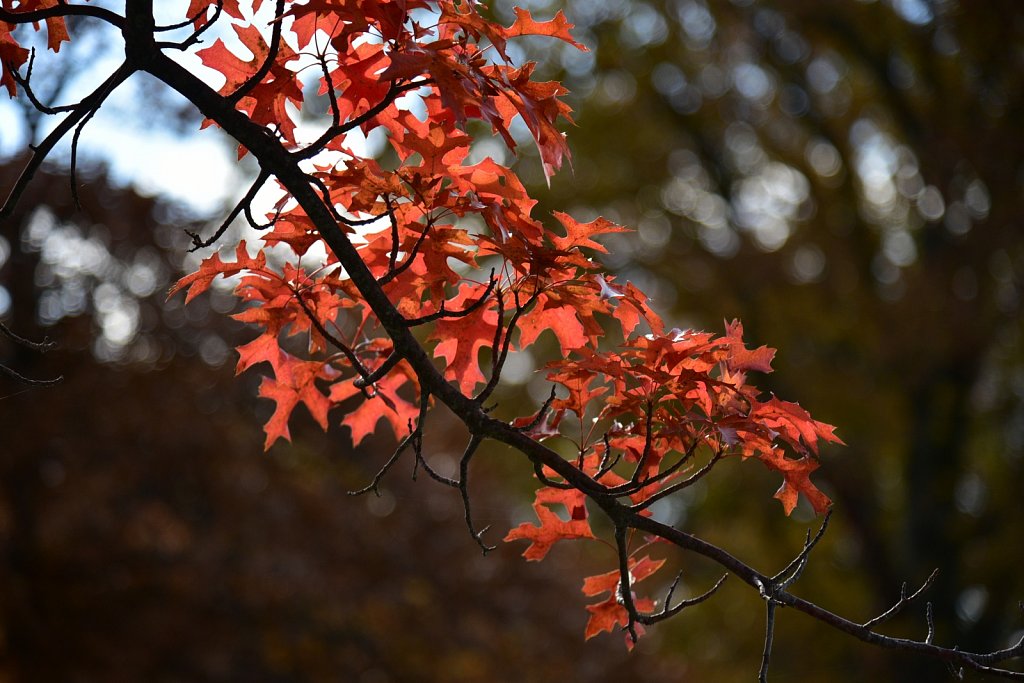 Schooley's Mountain Park