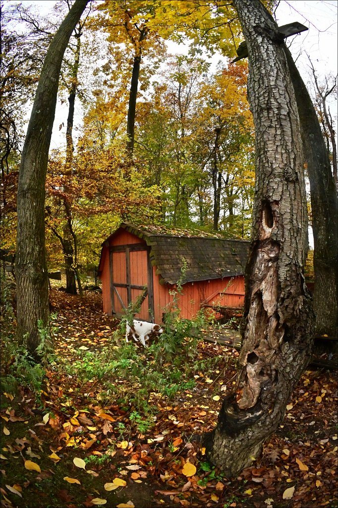 Backyard Fall 2020