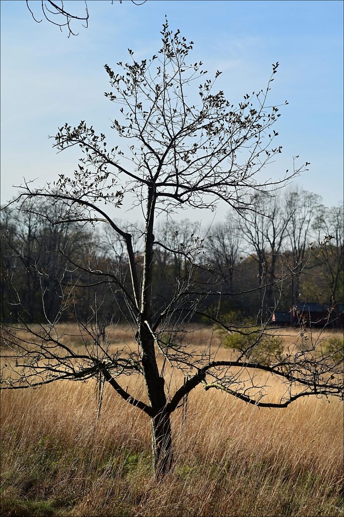 Jockey Hollow