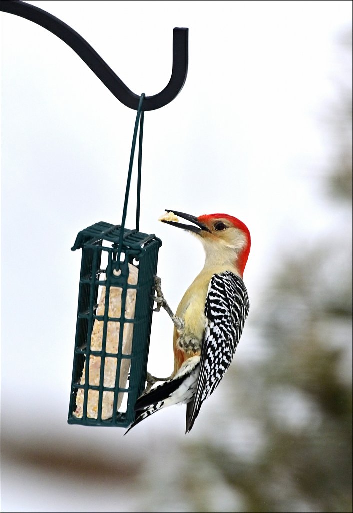 Red-bellied Woodpecker 