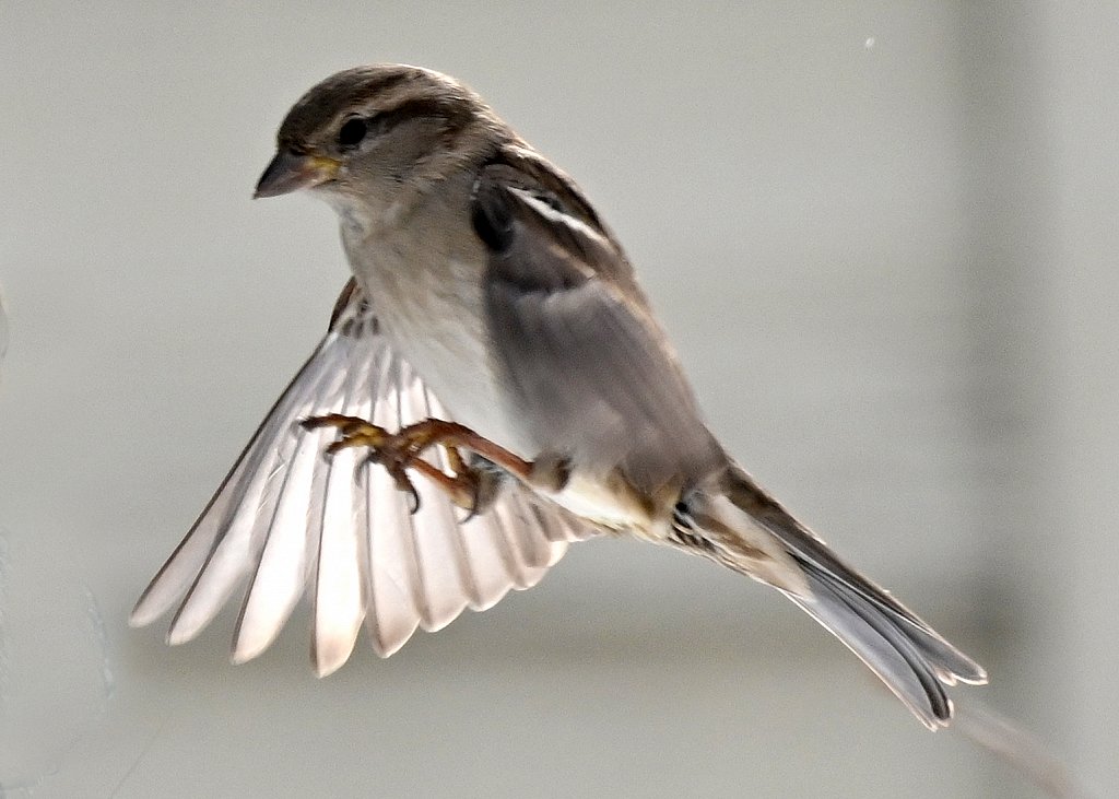 House Sparrow