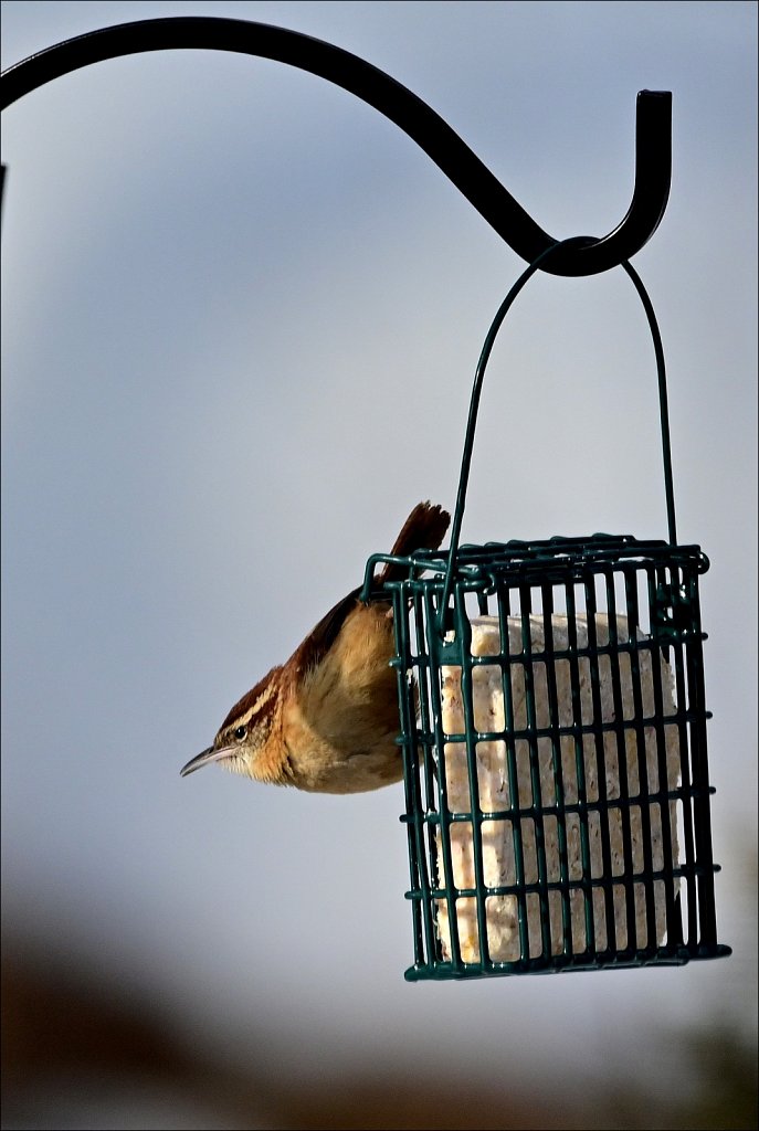 Carolina Wren