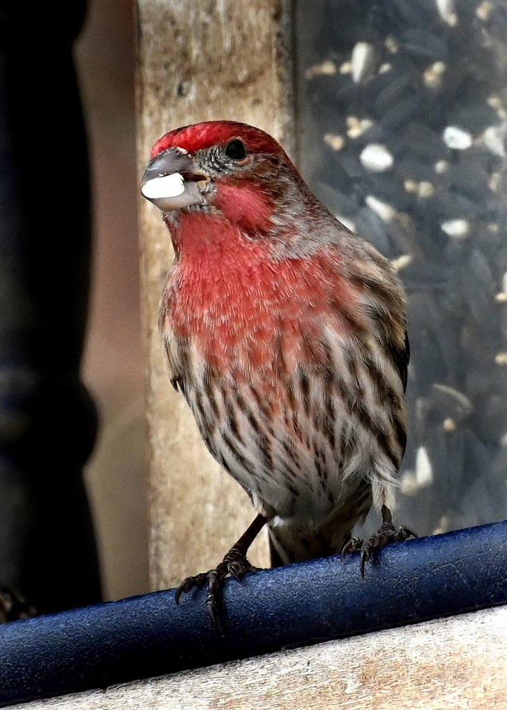 House Finch