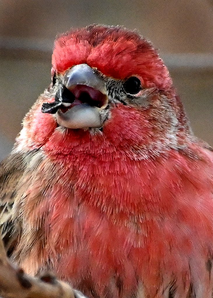 House Finch