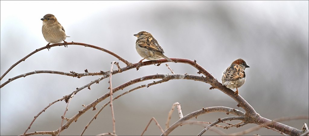 House Sparrow