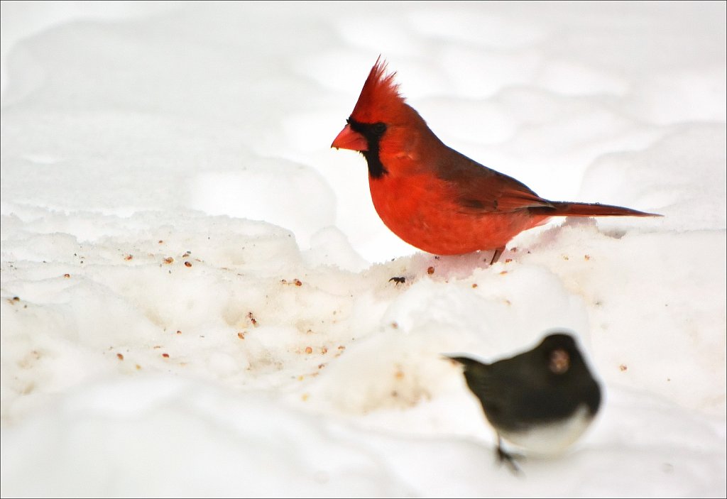 Northern Cardinal