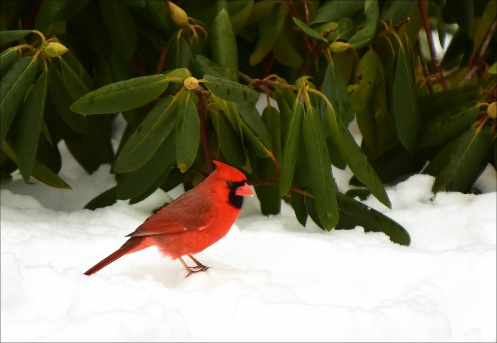 Northern Cardinal