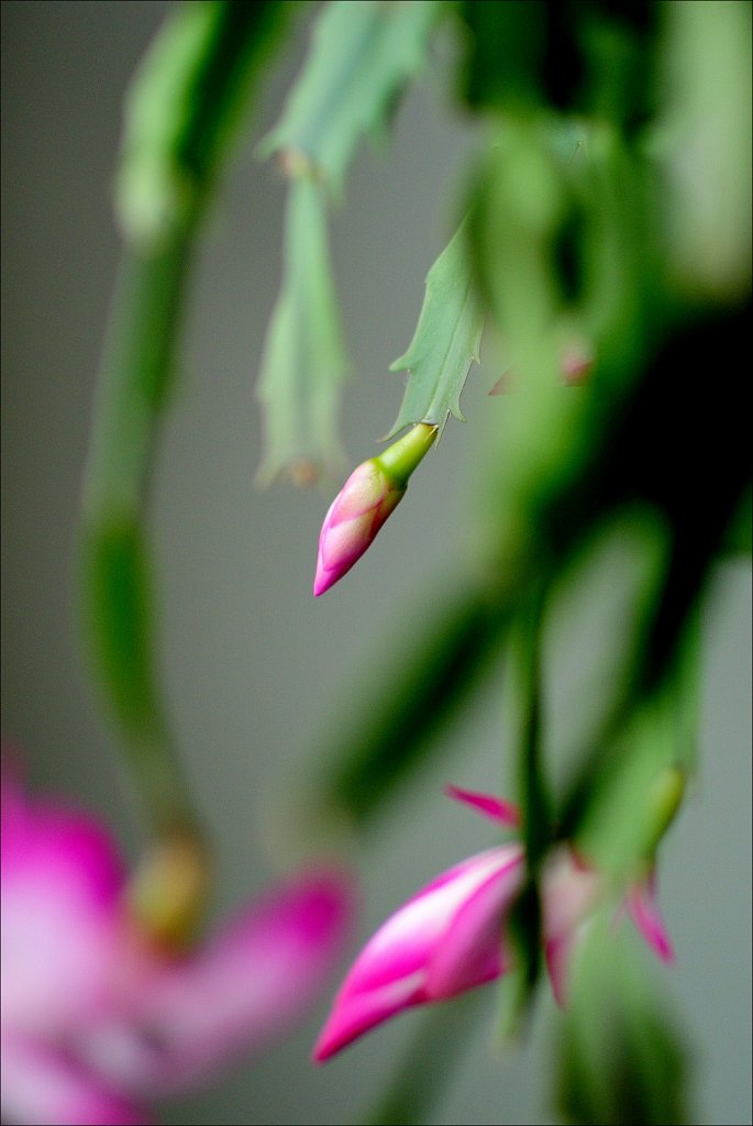 Christmas Cactus