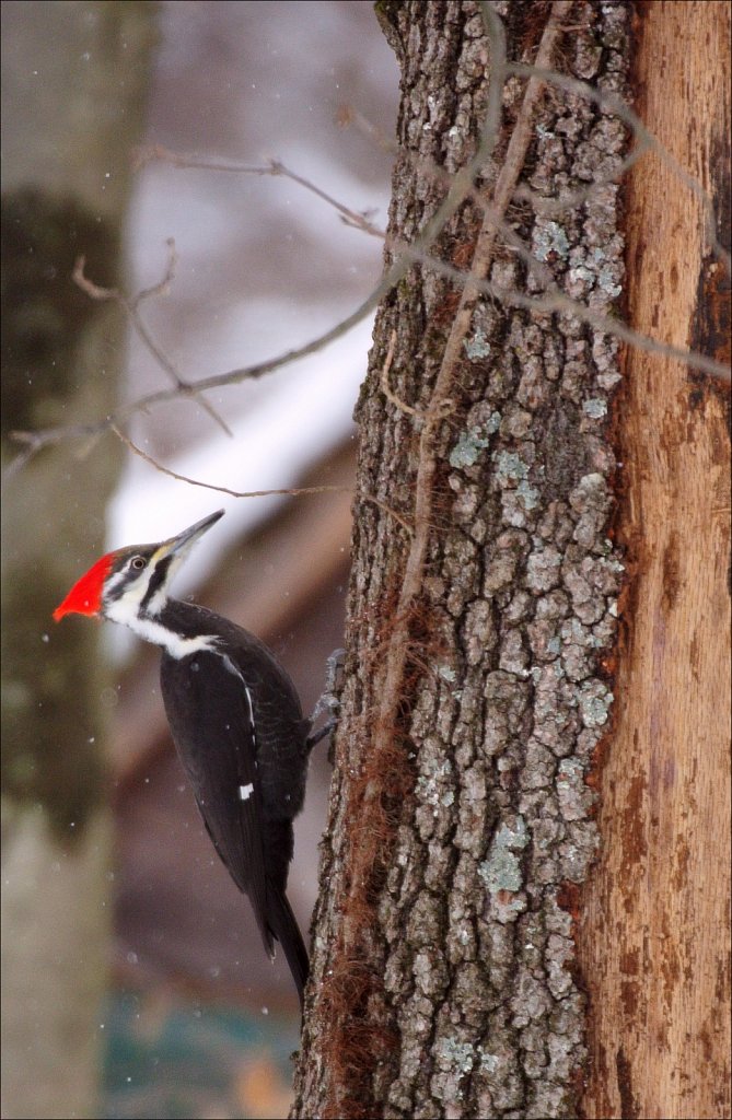 Pileated Woodpecker (Female)