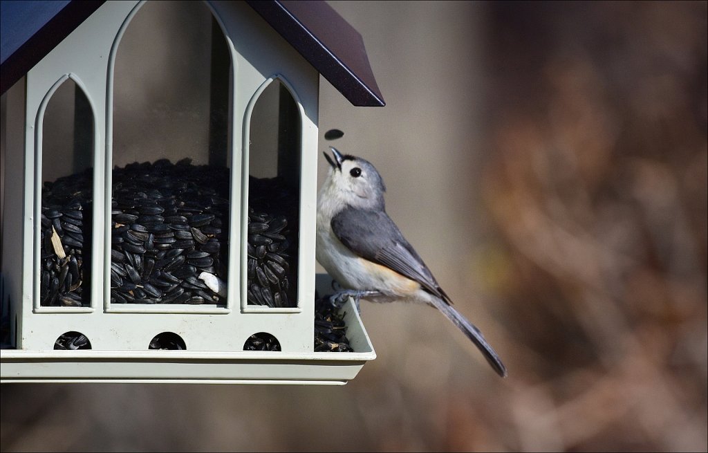 Tuffted Titmouse